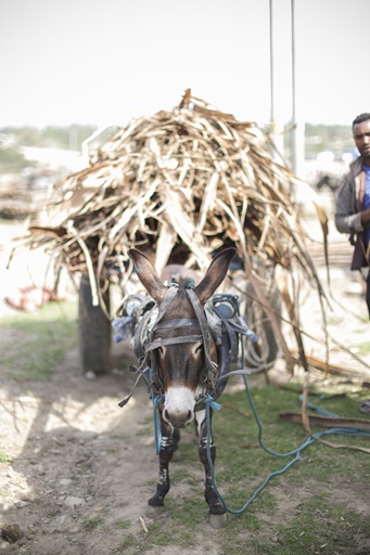 werkezeltje Ethiopië