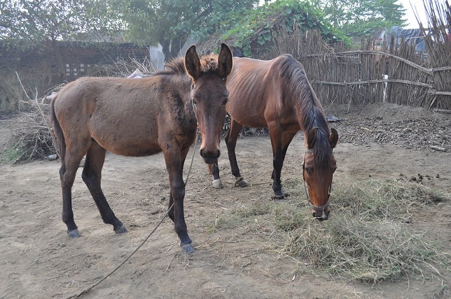 muildier en paard India