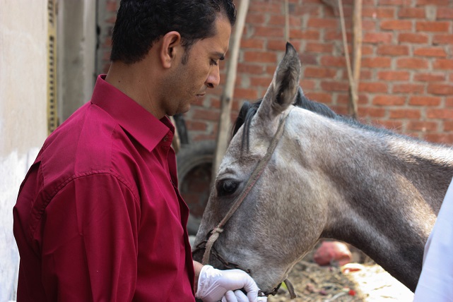 1. Paard verbrijzeld been 