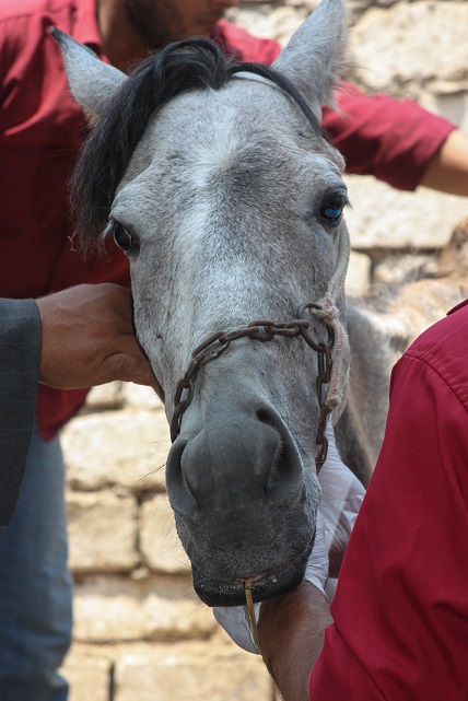 4. Paard verbrijzeld been 