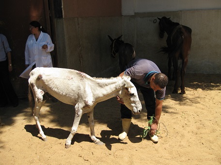 in de kraal