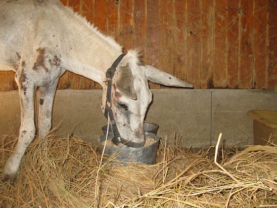 Ezeltje op stal